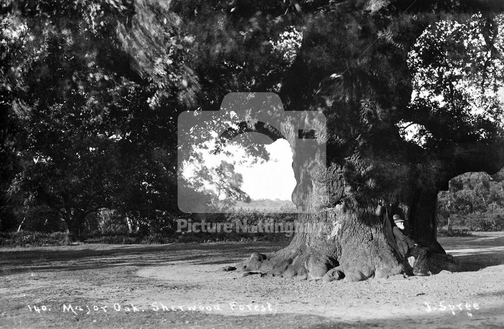 Major Oak, Sherwood Forest, Edwinstowe, c 1925