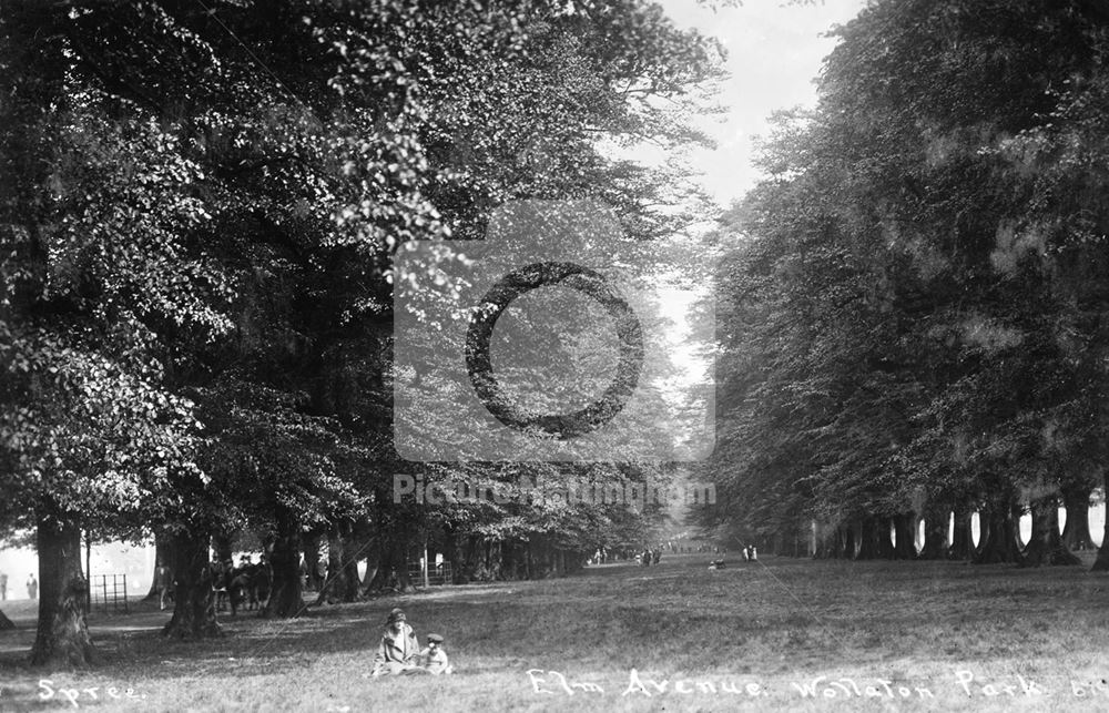 Lime Tree Avenue, Wollaton Park, Wollaton, Nottingham, c 1925