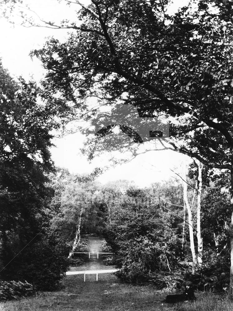 Ollerton Woods, c 1910 ?