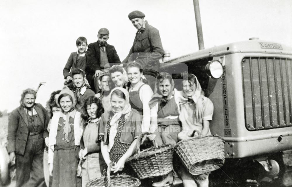 Potato lifting, Ranby, c 1951-53