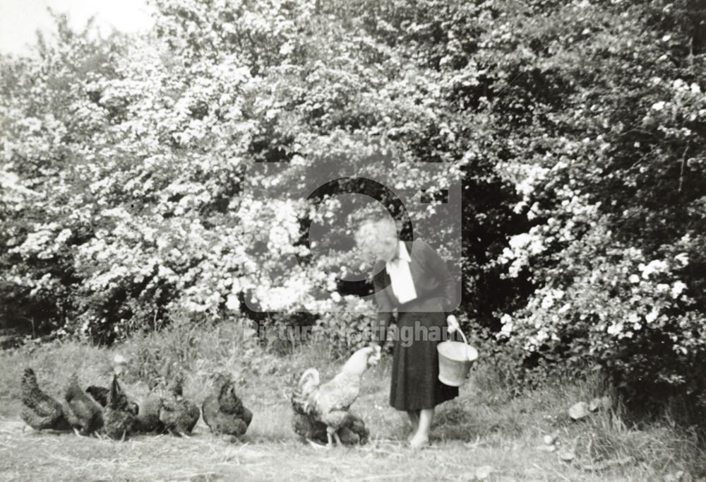 Feeding chickens, Ranby, c 1959-60