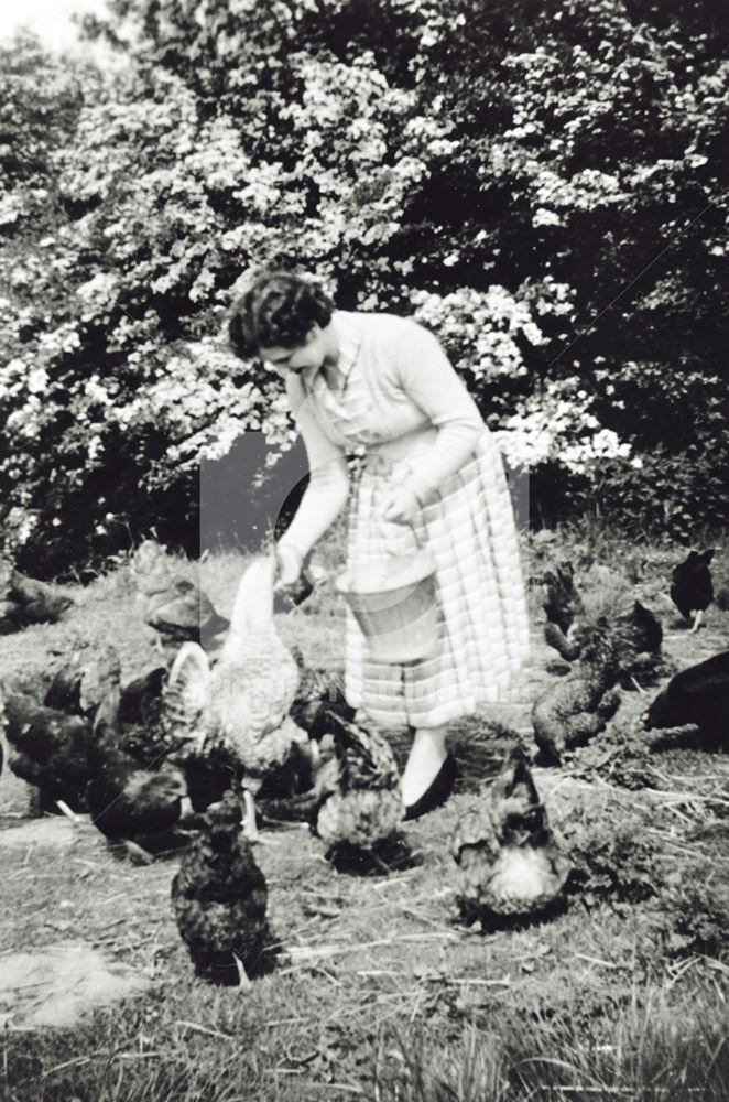 Feeding chickens, Ranby, c 1959-60